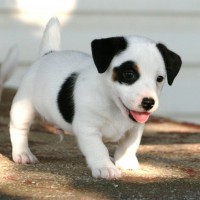 Parson Russell Terrier white mini puppy